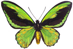 Ornithoptera aberration103 (Internet Image property of respective owner, non-commercial use only)